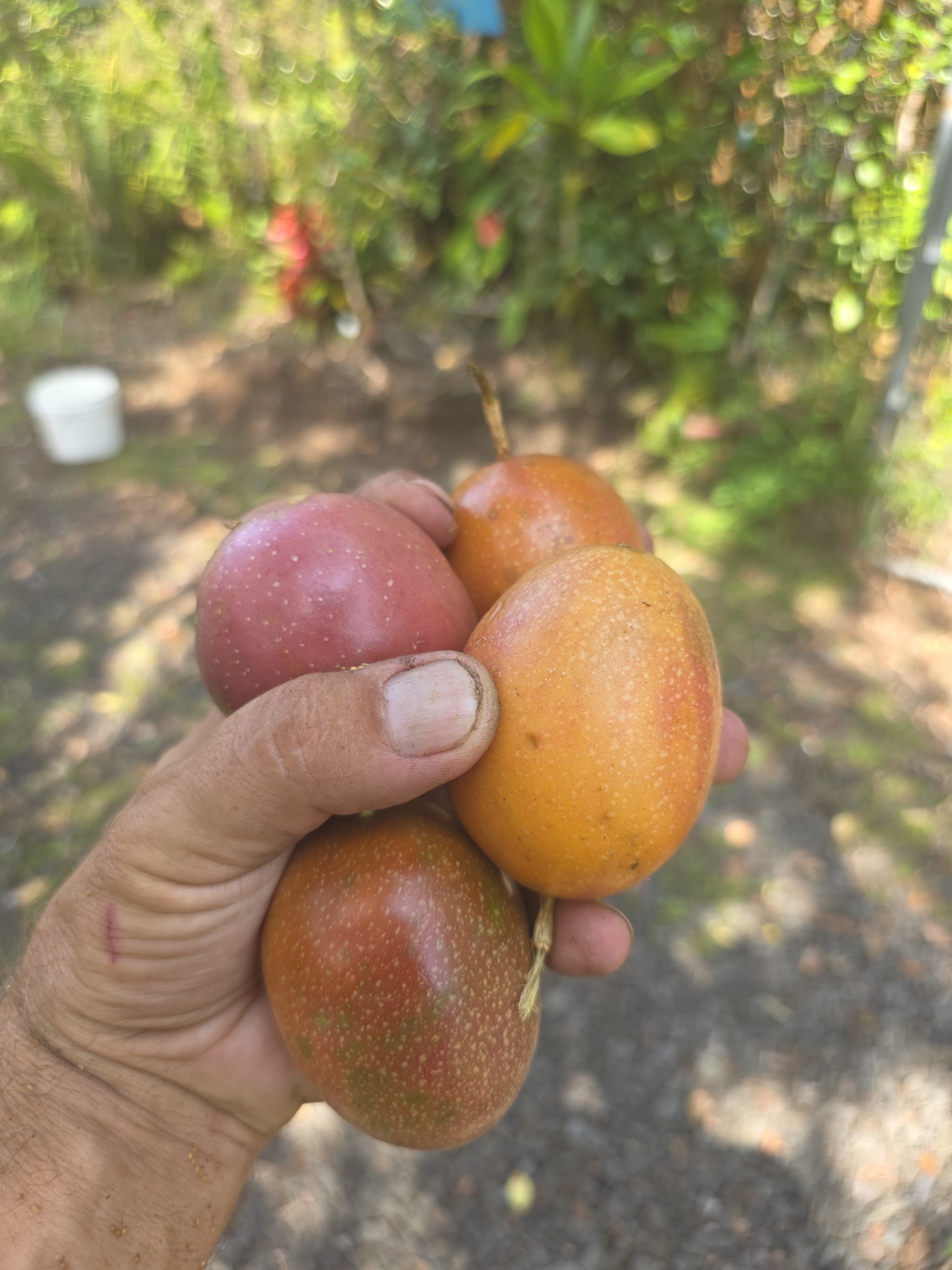 Hand holding freshly picked lilikoi on the farm